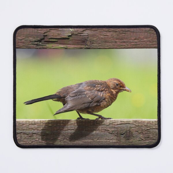 Item preview, Fledgling blackbird designed and sold by GreyFeatherPhot.
