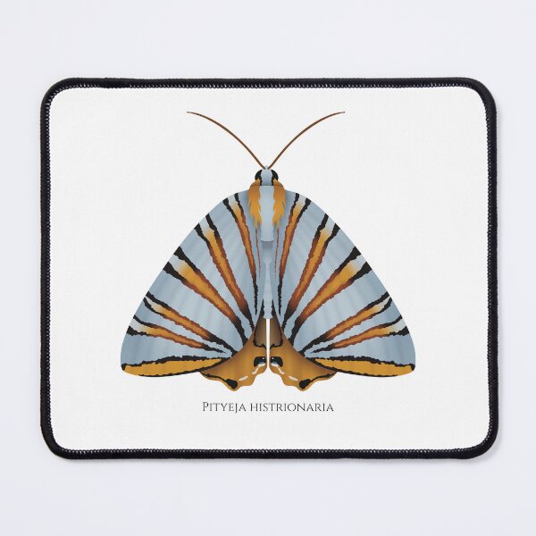 Item preview, Pityeja histrionaria moth designed and sold by swiatek.