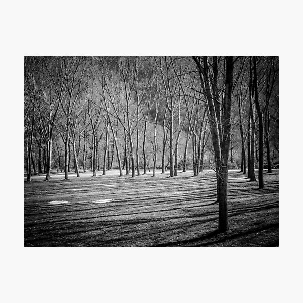 Item preview, Trees in Forest designed and sold by SoulEchoesPhoto.