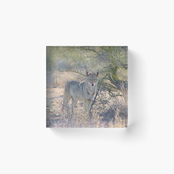 Item preview, Stunning Coyote Looking Cool  designed and sold by simonjayphotos.