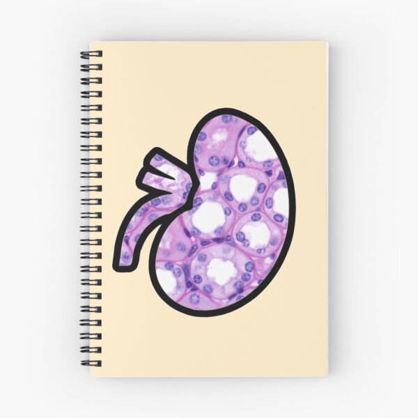Item preview, Kidney Histology Microscopy Sticker Nephrology designed and sold by LethallyBlonde.