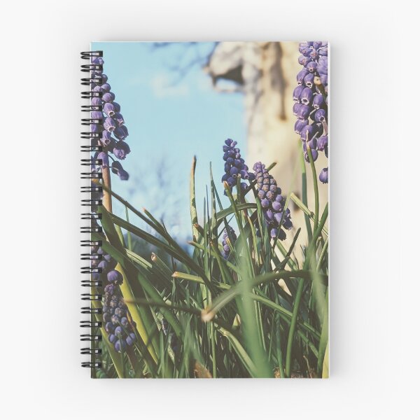 Item preview, Muscari armeniacum: A Sign of Spring's Arrival designed and sold by Jkund19.