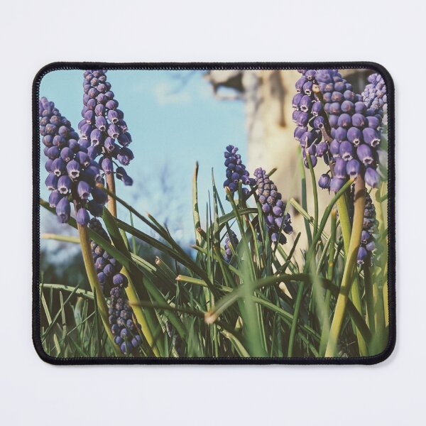 Item preview, Muscari armeniacum: A Sign of Spring's Arrival designed and sold by Jkund19.