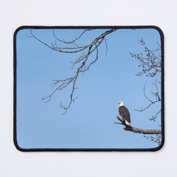 Item preview, Lone Eagle Perched in Tree designed and sold by lisavonbiela.