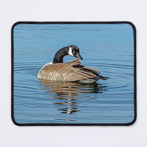Item preview, Canada Goose preening his feathers designed and sold by lisavonbiela.