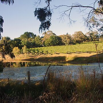 Artwork thumbnail, The Pinot Patch - Adelaide Hills - Fleurieu Peninsula - by South Australian artist Avril Thomas by MagpieSprings