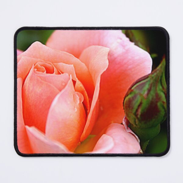 Item preview, The Beauty of Dawn: Pat Austin’s Orange Tea-Rose in Full Bloom designed and sold by SL Timeless Moments .
