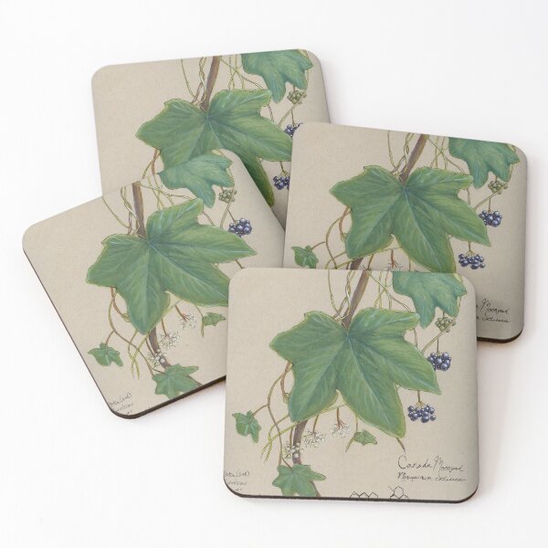 Item preview, Toxic Native Ontario Plant Series: Canada Moonseed Vine designed and sold by vormora-nox.