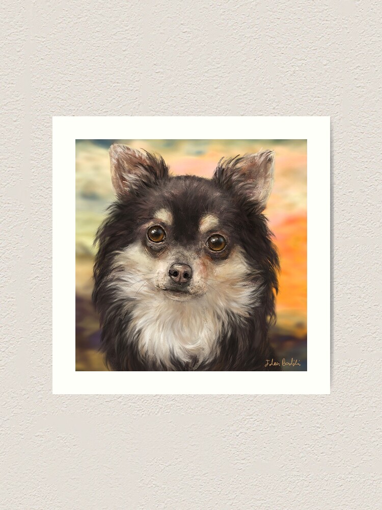 orange and white chihuahua