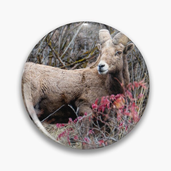 Item preview, Autumn Ram designed and sold by DawsonImages.
