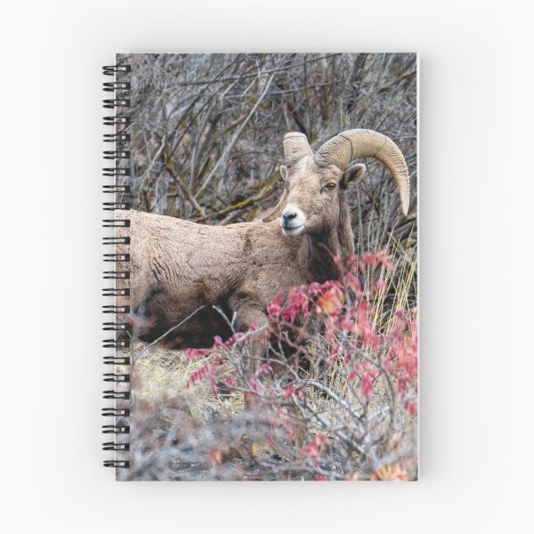 Item preview, Autumn Ram designed and sold by DawsonImages.