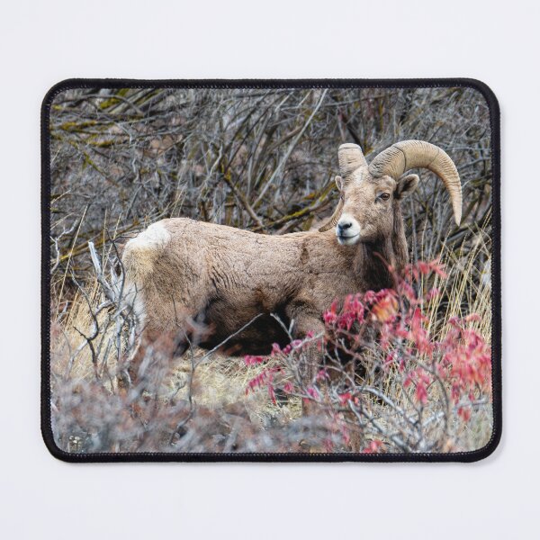 Item preview, Autumn Ram designed and sold by DawsonImages.