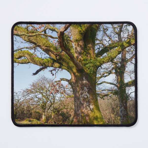 Item preview, Sunlit Forest Path Leading to an Ancient Tree designed and sold by rawshutterbug.