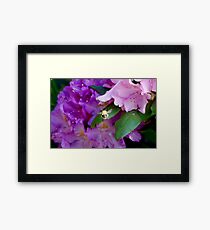 ...one more flower, just one more flower.... Framed Print