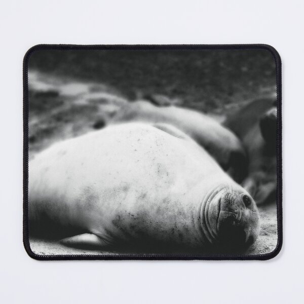 Item preview, Elephant seal, black and white photography. designed and sold by Tistarabis.