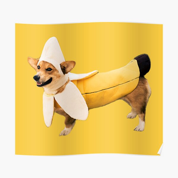 Banana Corgi Póster