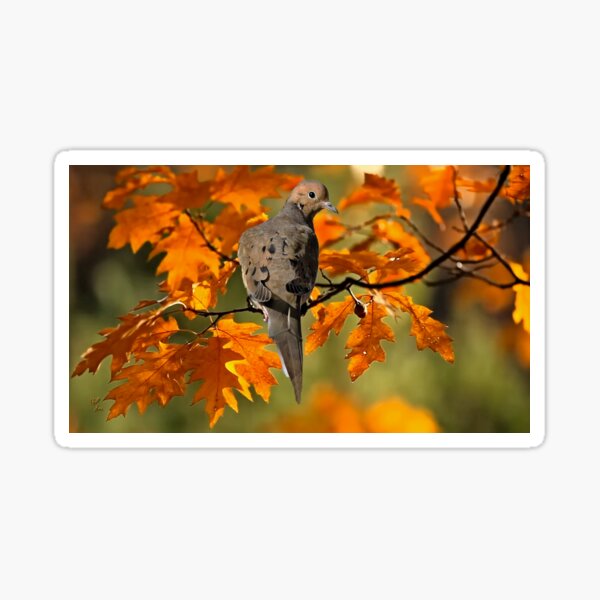 Item preview, Morning Dove designed and sold by billfox256.