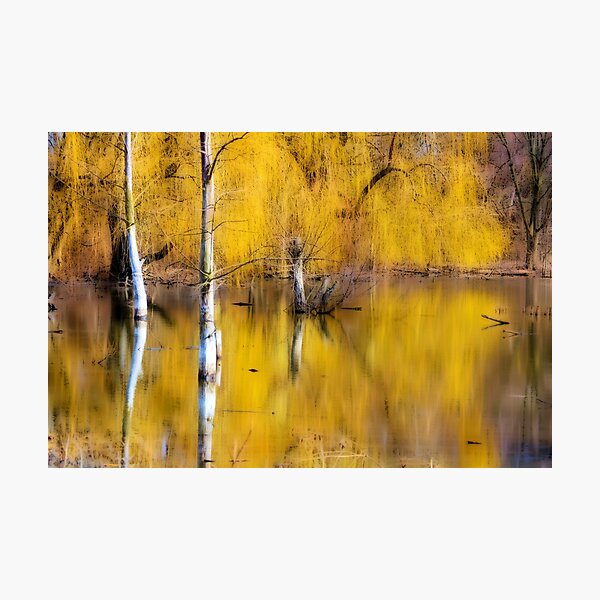 Photographic Print