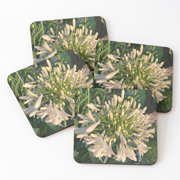 Item preview, White Agapanthus Lily of the Nile Flower designed and sold by shaldesign.