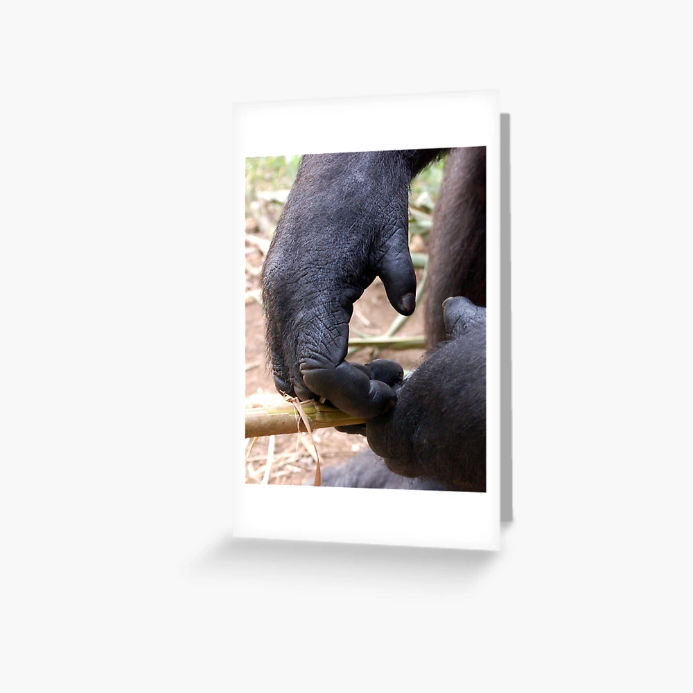 Gorilla Ape Card, Cute Greetings Card, Blank Cards With Envelope, Wildlife  Design Cards, Any Occasion Card, Gorilla Card, Gorilla Gifts -  Norway