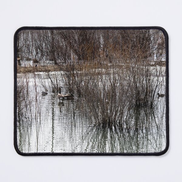 Item preview, Canada geese in the pond nesting designed and sold by CanadianWild418.