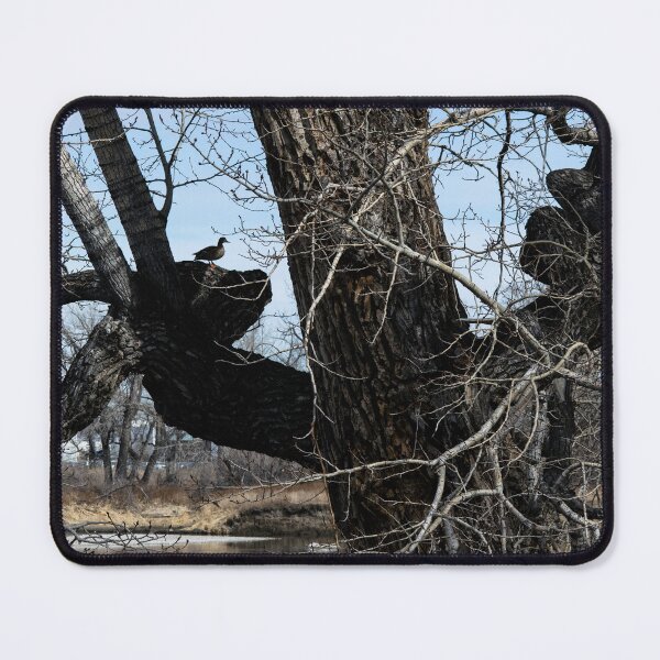 Item preview, Mallard duck in a tree designed and sold by CanadianWild418.