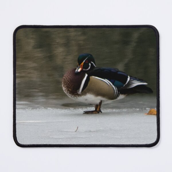Item preview, Wood duck on the ice designed and sold by CanadianWild418.
