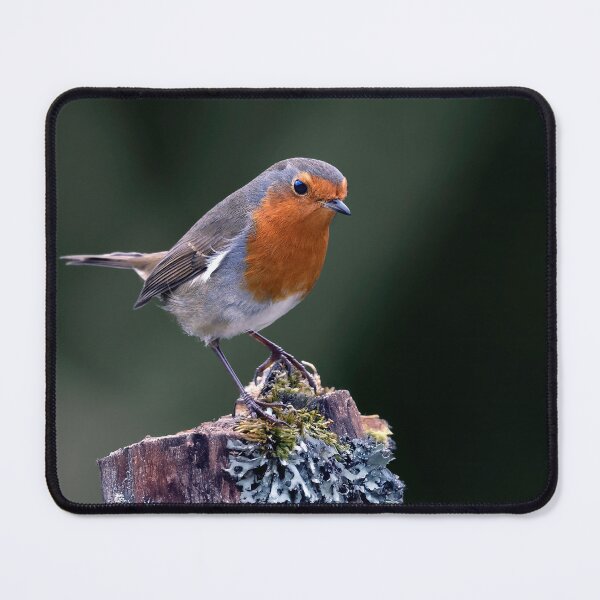 Item preview, Robin Redbreast designed and sold by Tom McPherson Photography.