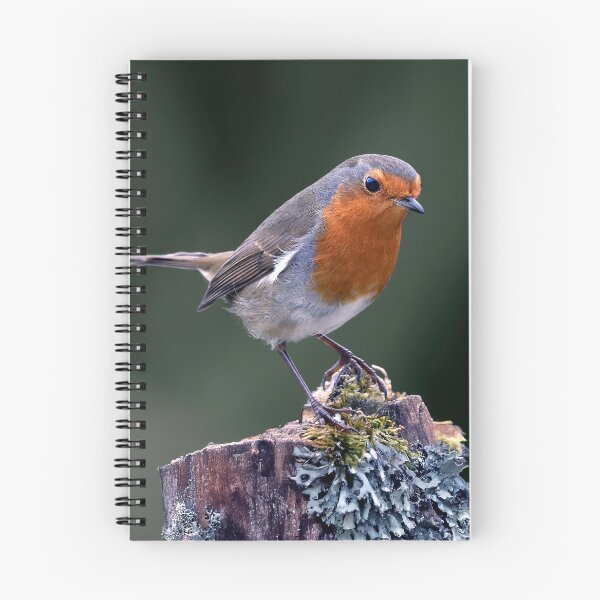 Item preview, Robin Redbreast designed and sold by Tom McPherson Photography.