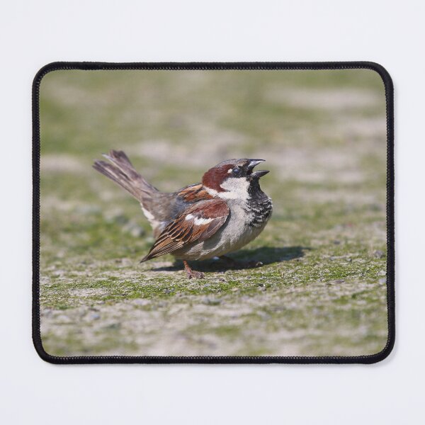 Item preview, Singing house sparrow designed and sold by GreyFeatherPhot.