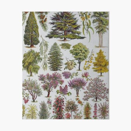 Item preview, Adolphe Millot - Arbres A | Illustration Botanique Vintage Française designed and sold by funnyshop222.