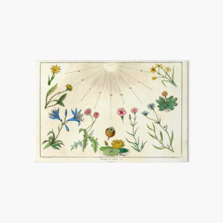 Artikel-Vorschau von Die Blumenuhr von Carl Linné aus „Dictionnaire Pittoresque d’Histoire Naturelle“, 1836, designt und verkauft von mariapopova.