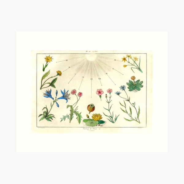 Aperçu de l'œuvre L'horloge fleurie de Carl Linnaeaus tirée du "Dictionnaire Pittoresque d'Histoire Naturelle", 1836 créée et vendue par mariapopova.