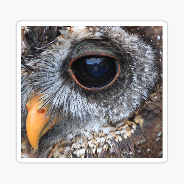 Woodford Owl close up Sticker