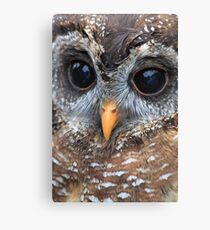 woodford Owl Canvas Print