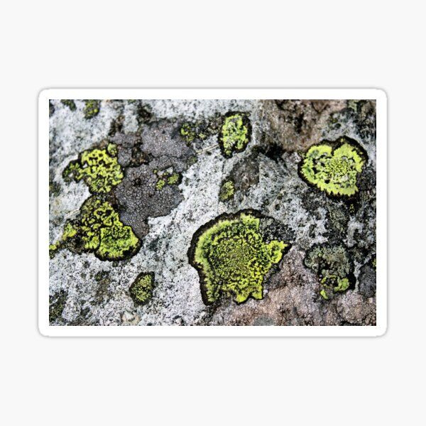 Item preview, lichen designed and sold by KathleenDawson.