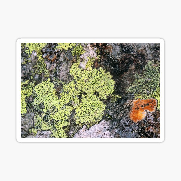 Item preview, lichen designed and sold by KathleenDawson.