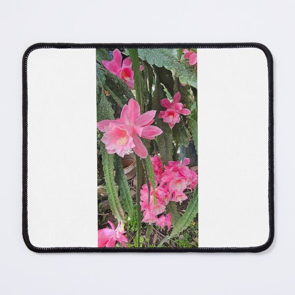 Item preview, Blooming Epiphyllum Cactus designed and sold by SeasandSJ.