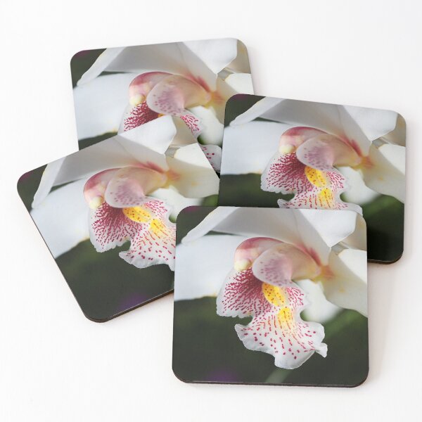 Item preview, Towards The Sun White Orchid designed and sold by Joy Watson - Natural Light Photography .