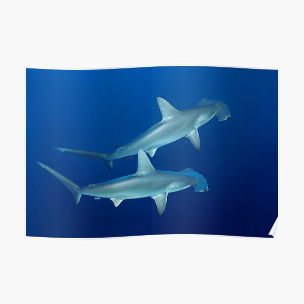 Two Hammerheads Poster