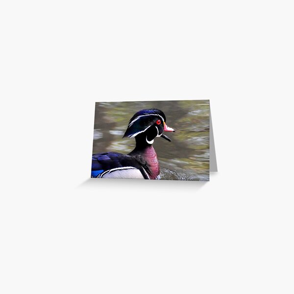 Wood Duck Greeting Card