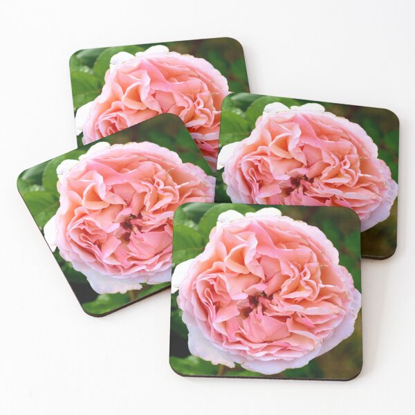 Item preview, Rosa Sangerhauser Rose  designed and sold by MercerImages.