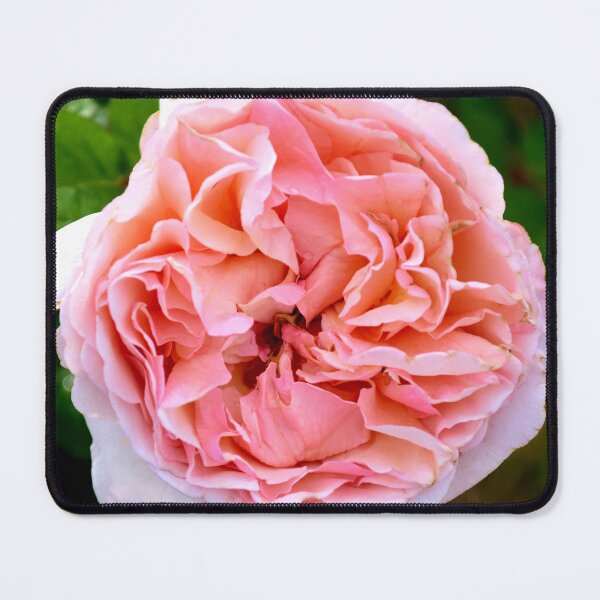 Item preview, Rosa Sangerhauser Rose designed and sold by MercerImages.
