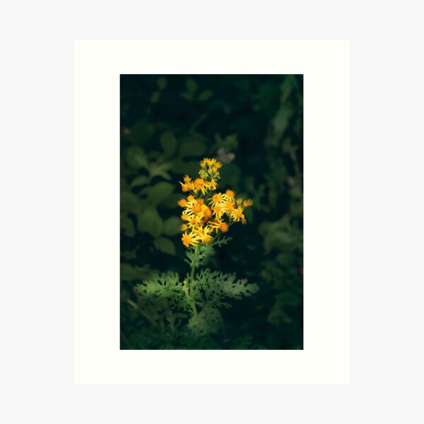 Item preview, Yellow flower photography  designed and sold by Droneratravels.