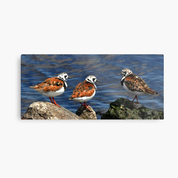 Ruddy Turnstones Metal Print