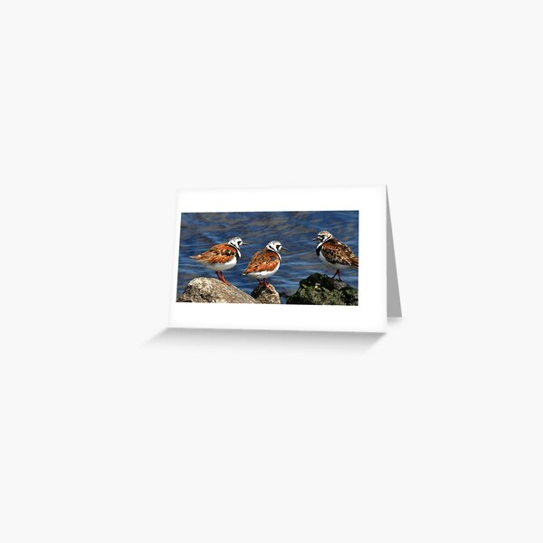Ruddy Turnstones Greeting Card