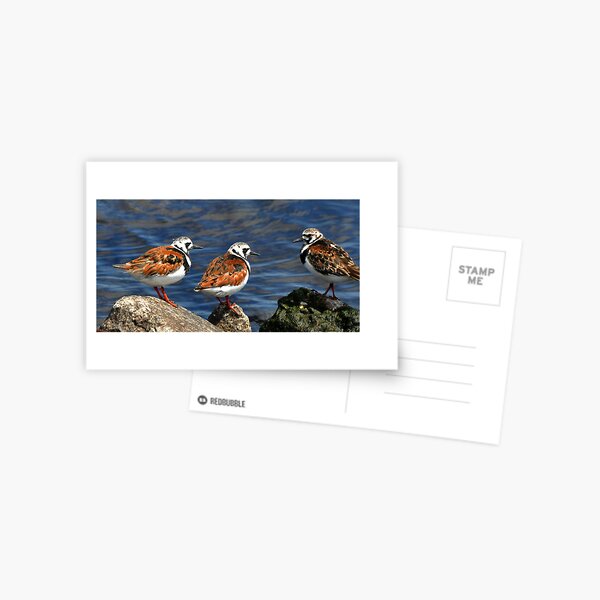 Ruddy Turnstones Postcard