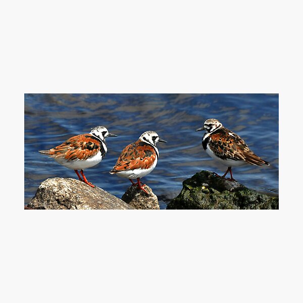 Ruddy Turnstones Photographic Print