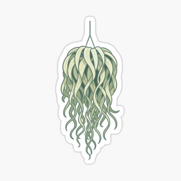 Item preview, Tillandsia Usneoides - Hanging Air Plant Elegance designed and sold by farhanfatich.