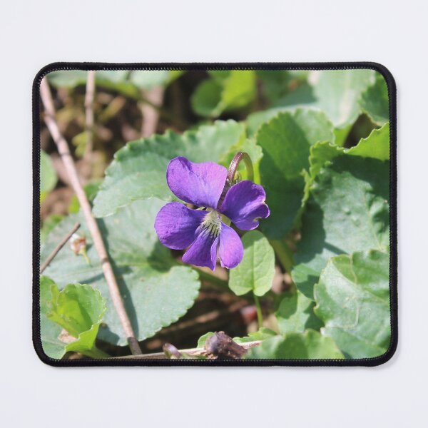 Item preview, Violet flower designed and sold by McFleur's Lens.